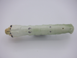 Bombyx mori  catterpillar silk butterfly