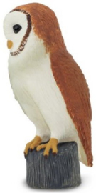 Barn Owl   S150029
