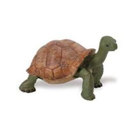 Reuzenschildpad  S272529