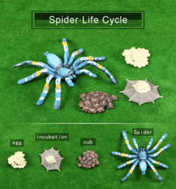 Spin blauw  levenscyclus