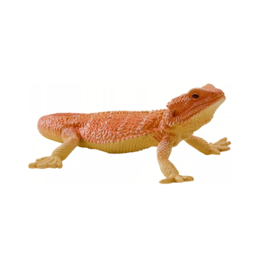 Bearded Dragon  Mojö 381096