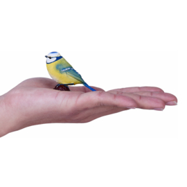 Blue tit  Mojo   available