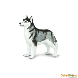 Siberische husky Safari 255229