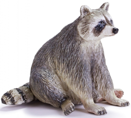 Racoon Recur