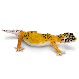 Luipaard gecko Safari 102504