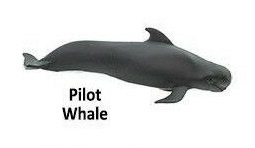 Pilot whale mini