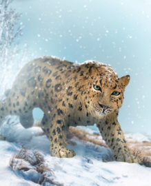 Amur leopard  CollectA 88708