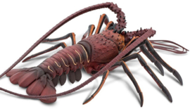 Spiny Lobster S100076