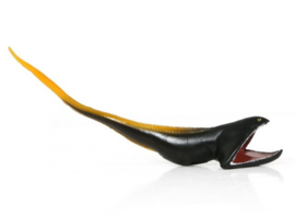 Pelican eel