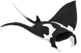 Manta Ray   S100096