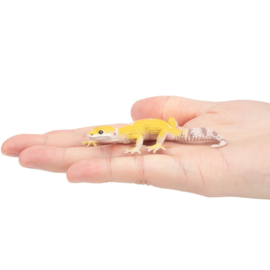 Leopard Gecko Toymany