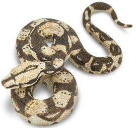 Boa constrictor S 266529