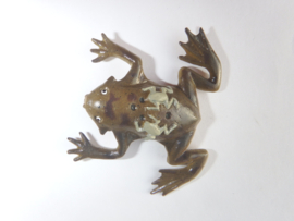 Surinaamse kikker (Pipa pipa)