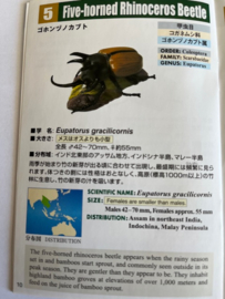 Five-horned Rhinoceros Beetle Colorata