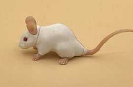Witte muis