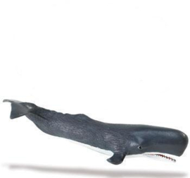 Sperm Whale    S275529
