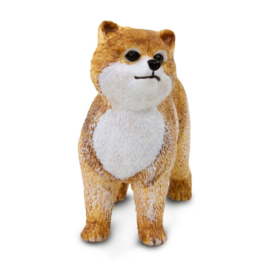 Pomeranian   S100711