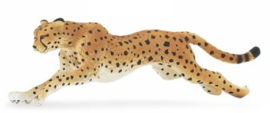 Cheetah  S290429