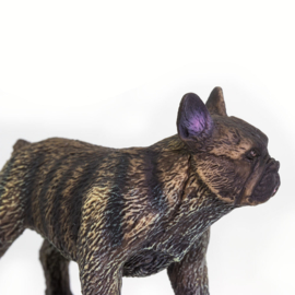 French Bulldog       S100304