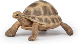 Hermann's tortoise   Papo 50264