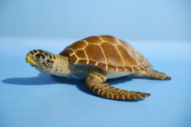 Loggerhead Turtle  S220229