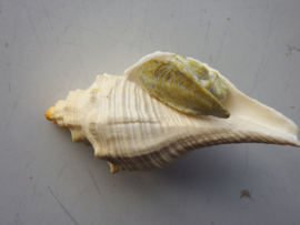 Shell with opercullum