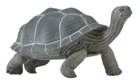 Giant tortoise  S260729