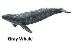 Gray whale mini