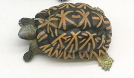 Stralenschildpad Takara Tomy