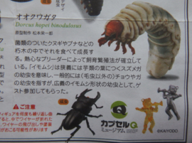 Dorcus hopei binodulosus (larve)