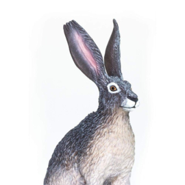 American Desert Hare  Safari 182029