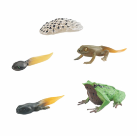 Kikker  (Darwin's kikker)  levenscyclus