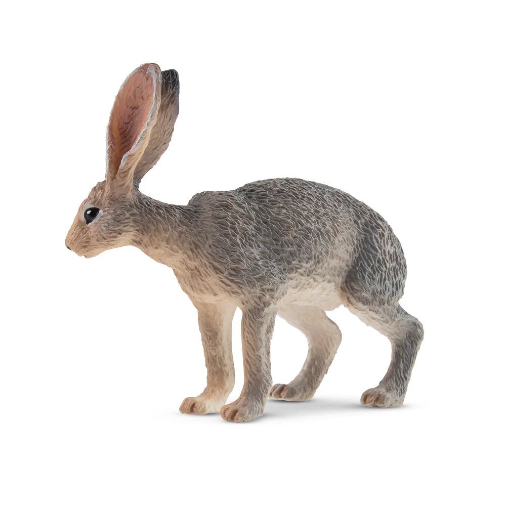 Antelope jackrabbit