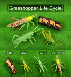 Grasshopper life cycle