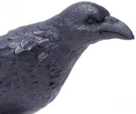 Raven  Safari 150829