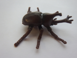 Rhinoceros beetle