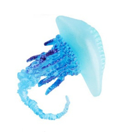 Jellyfish   bluebottle or Portuguese Man o' War