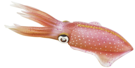 Reef Squid  S266229