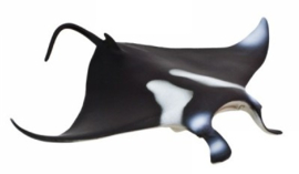 Manta ray Safari  211402