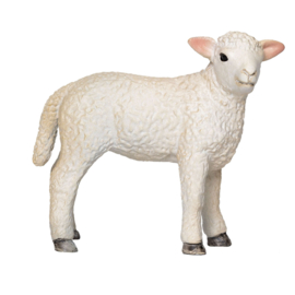 Romney schaap  lam staand  Mojo 387060
