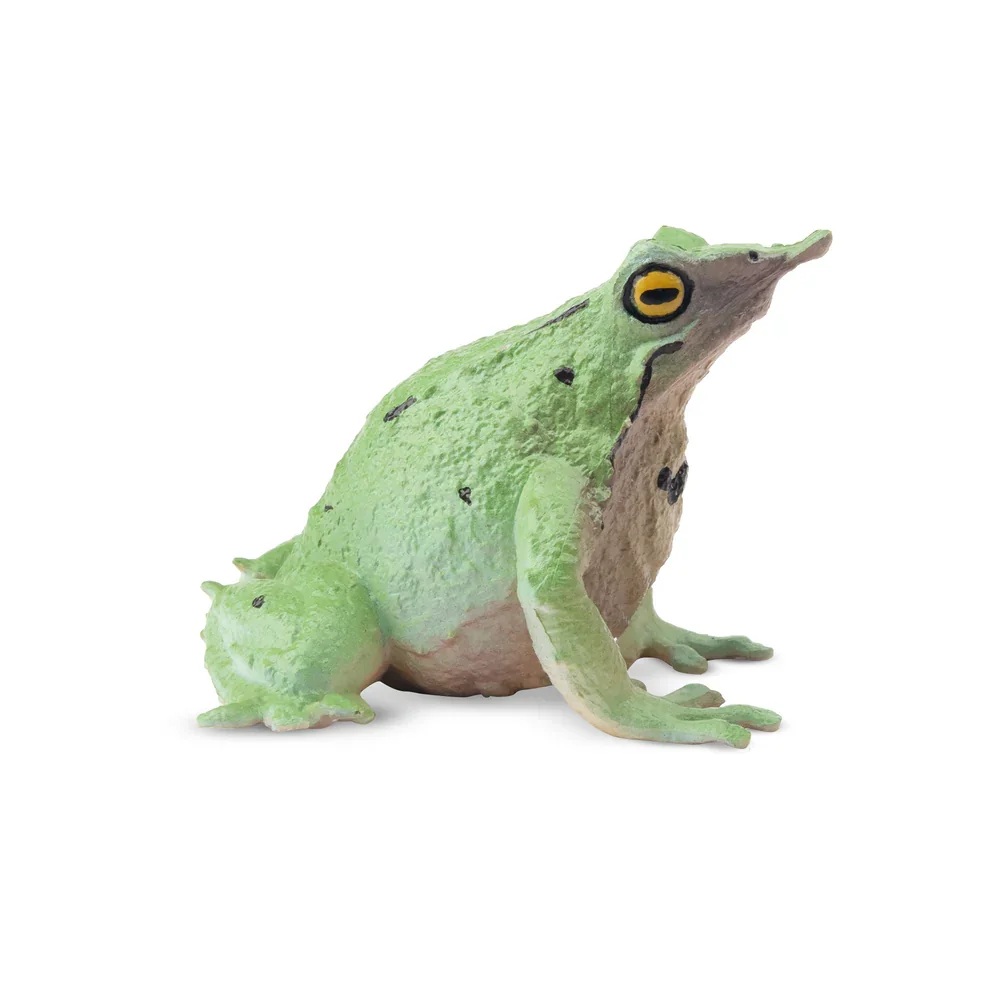 Darwin's frog  Toymany