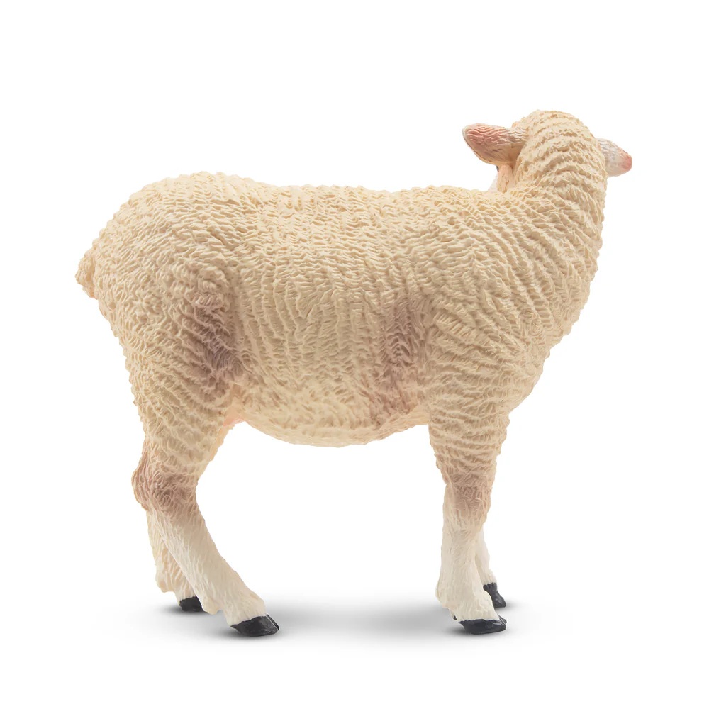 White ewe  Toymany