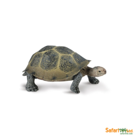 Desert Tortoise S295329