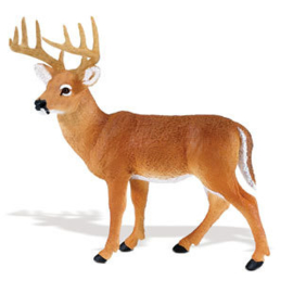 Whitetail Buck   S180029