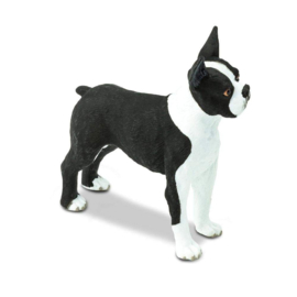 Boston terrier  Safari 255029