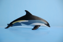 Atlantic White-Sided Dolphin    S100366