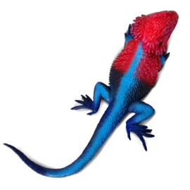 Mwanza Flat-Headed Rock Agama S101081