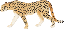 Cheetah male Mojo 387197