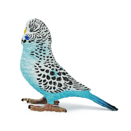 Blauwe grasparkiet