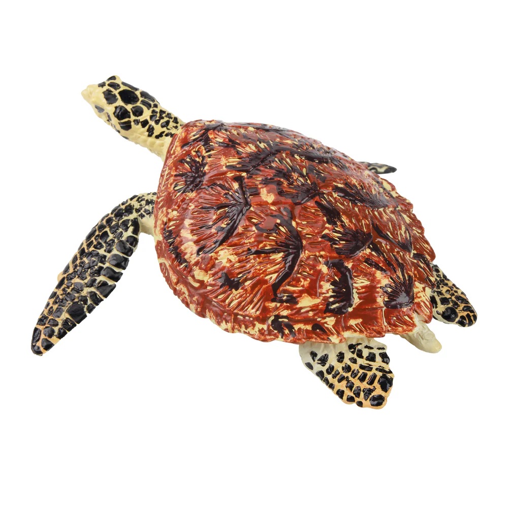 Hawksbill sea turtle  Toymany